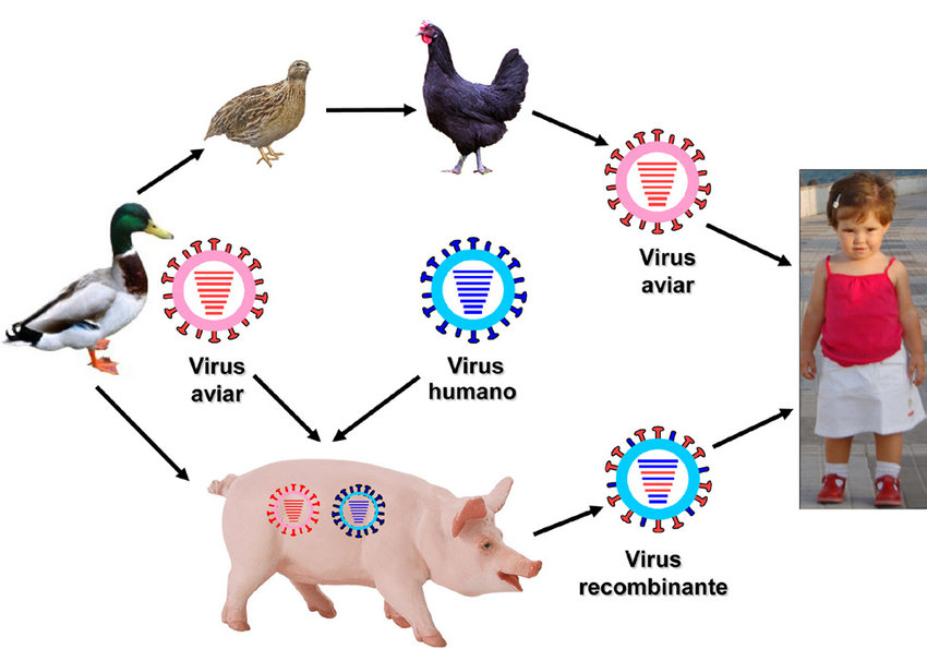 Figura-4-Posibles-vias-de-transmision-de-virus-de-la-gripe-aviar-desde-las-aves